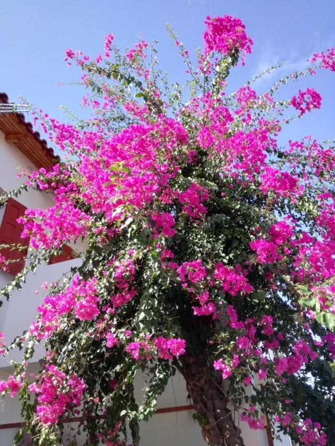 Epidaurus Hotel Heleni Apartments المظهر الخارجي الصورة